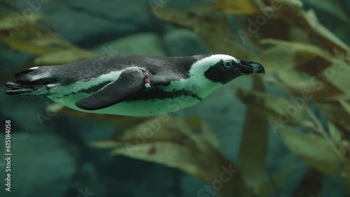 Black and white penguin wingless bird swims in aquarium zoo exhibit under weater in slow motion slomo at the San Diego Balboa park