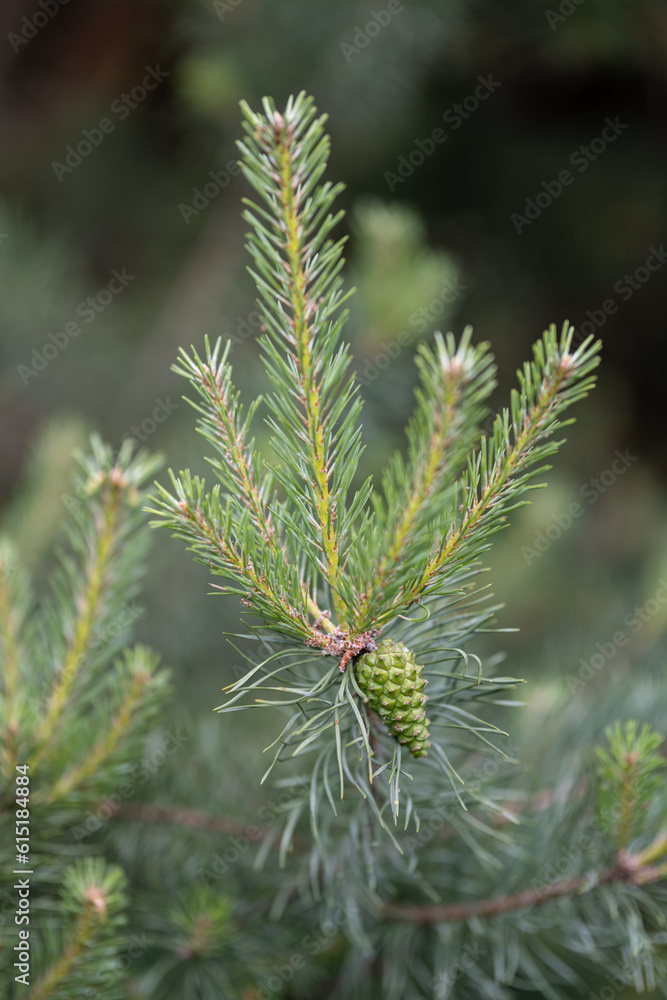 Fresh pine cone on branch.