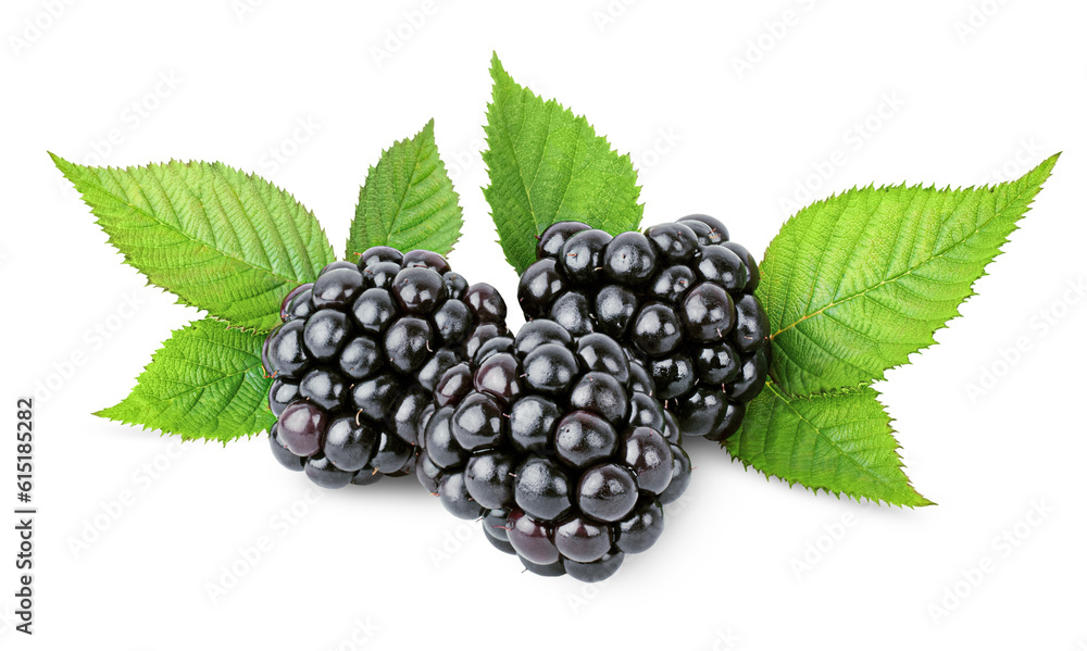 ripe blackberries with leaves on a white isolated background ripe blackberries with leaves on a white isolated background