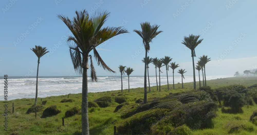 Aerial: Nikau palm trees, farmland and the ocean South Island, New Zealand Aerial: Nikau palm trees, farmland and the ocean South Island, New Zealand