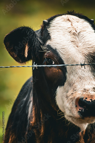 Portrait of Cow in HDR