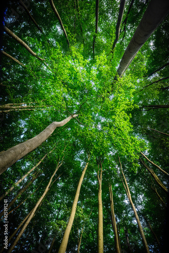 Fototapeta Naklejka Na Ścianę i Meble -  Summer forest