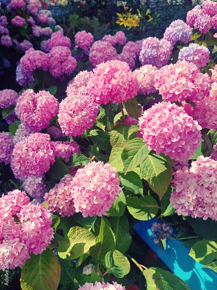 Hydrangea pink flowers Hydrangea pink flowers