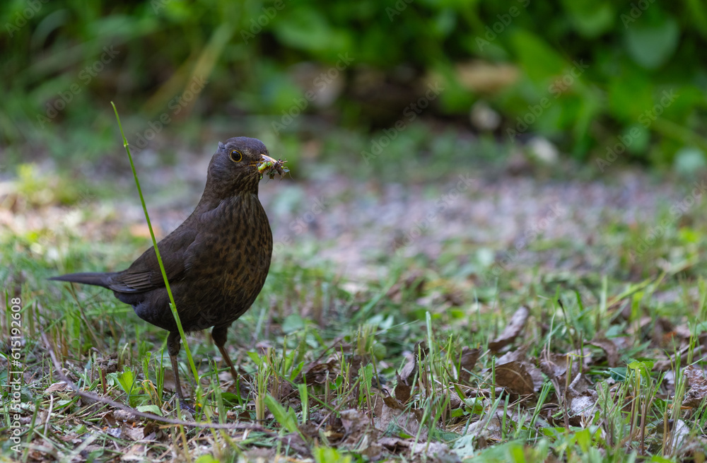 Female Turdus merula mouth full of insects Female Turdus merula mouth full of insects