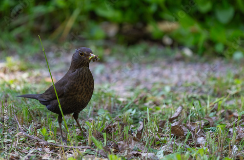 Female Turdus merula mouth full of insects