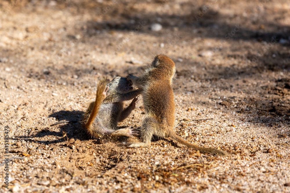 Juvenile round-tailed ground squirrels, Xerospermophilus tereticaudus, playing, fighting and roughhousing in the Sonoran Desert. Pima County, Tucson, Arizona, USA. Juvenile round-tailed ground squirrels, Xerospermophilus tereticaudus, playing, fighting and roughhousing in the Sonoran Desert. Pima County, Tucson, Arizona, USA.