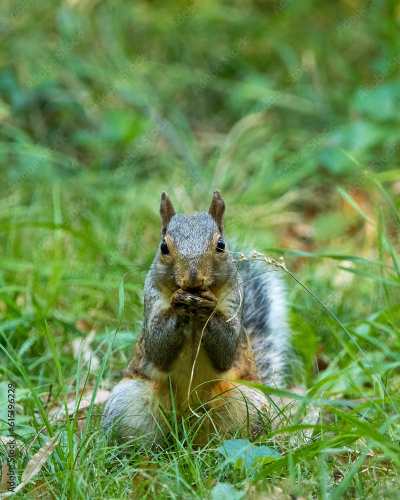 Fototapeta premium squirrel eating nut