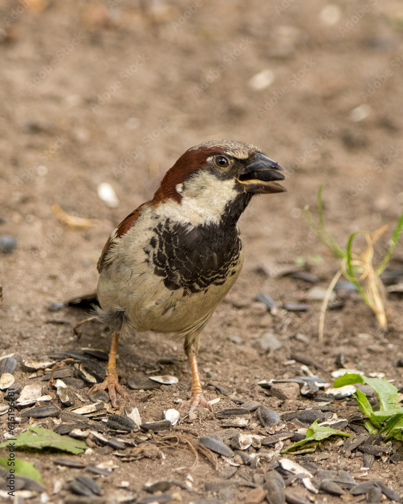 Fototapeta premium House sparrow with seed