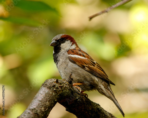 Male house sparrow on branch