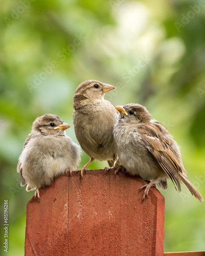 mother house sparrow with babies © Alia