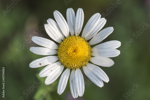 Daisy which has white or yellow flower with a yellow center.