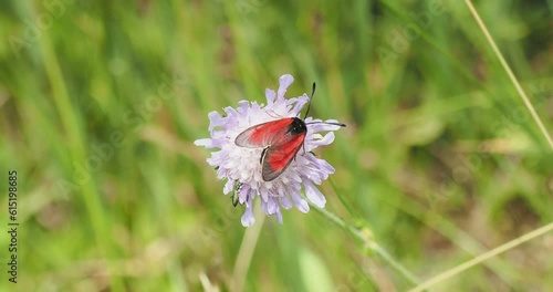 (Zygaena purpuralis) A transparent burnet shares the nectar of a scabious flower with a bee and a false oil beetle (edemera nobilis Scopoli)
 photo