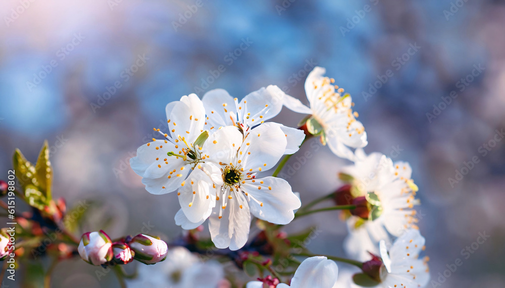 Delicate Spring Blossoms: A Macro View of White Cherry Flowers in Full Bloom | AI-Generated Image