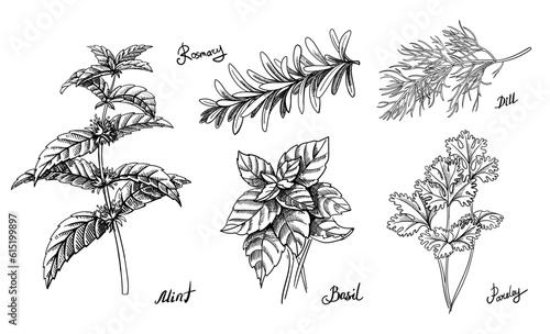 Herbs culinary set. Ink sketch spicy mint, basil, parsley, dill, rosemary. Hand drawn vector illustration. Retro style.