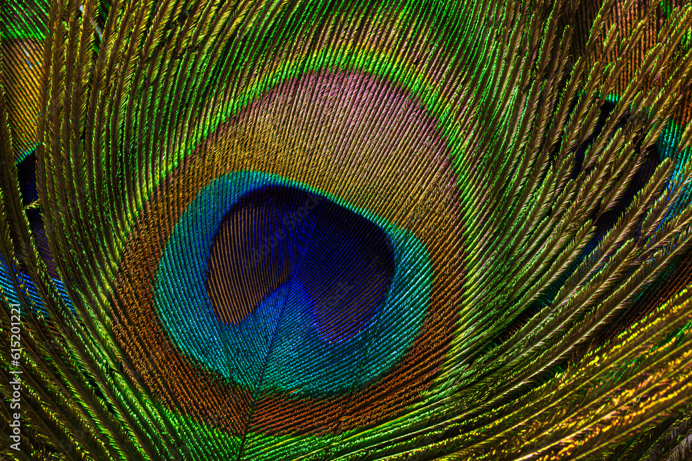 Obraz premium Macro peacock feathers,Background with peacock feather macro texture, multicolored
