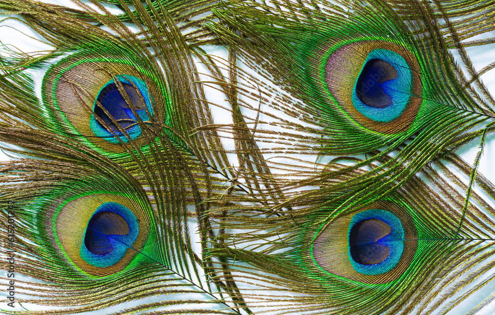 Fototapeta premium Peacock feather isolated white background,peacock feather isolated on a white background 