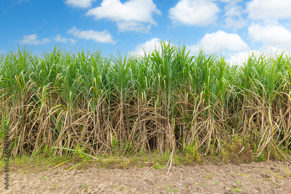 Sugarcane farm,sugar cane in the sunset Sugarcane is a sweet and