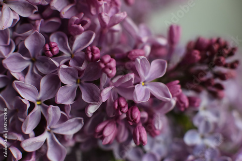 Blurry floral background.A branch of blossoming lilac (syringa) flowers. Lilac background. Lilac closeup.