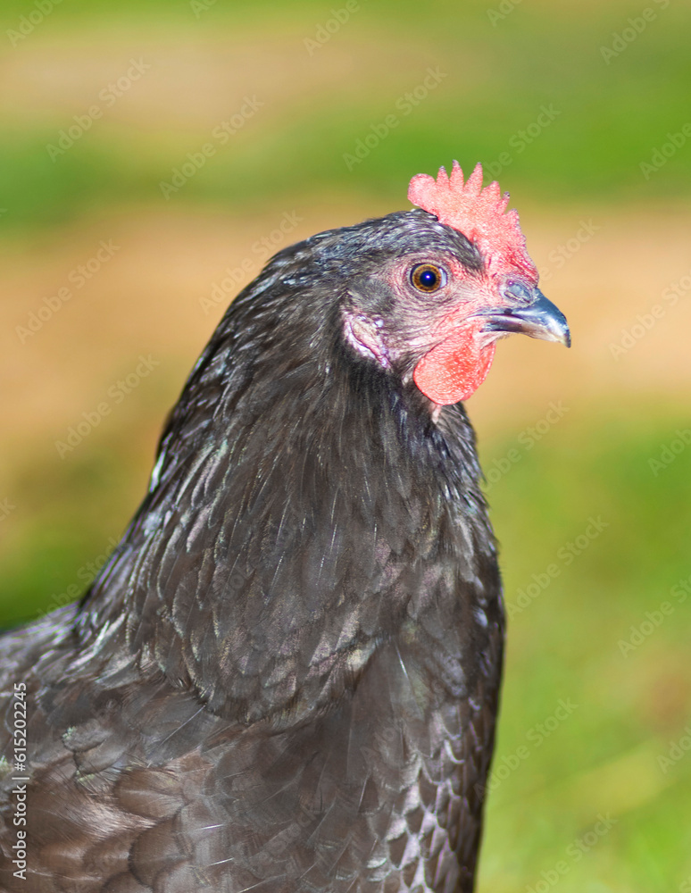 Black chicken portrait