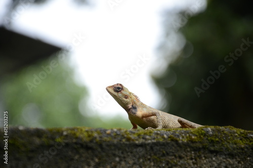 lizard on the rock