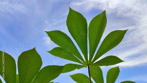 Low Angle Of A Few Fresh Green Leaves Of Cassava Or Manihot esculenta  With A Blue Sky Background