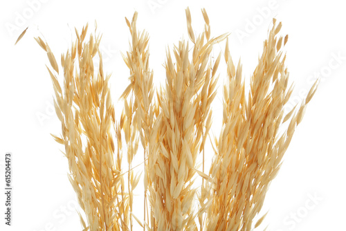 Dried oats spikelets on white background, closeup