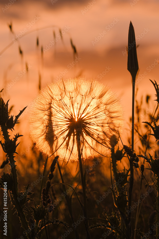 huge and big dandelion in the sun on a sunny day in the golden hour of the sunset. Nice contrast and orange range of colour