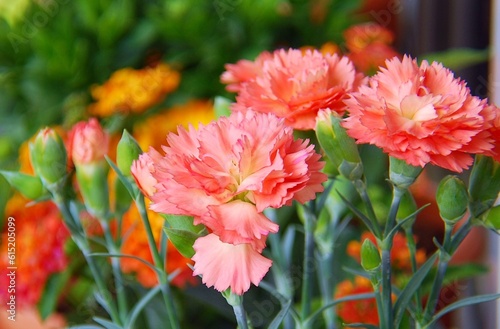 Red pink tea carnation , beautiful flowers bloom in the garden photo
