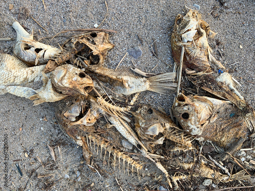 Dead fish and bones decompose on the shore of Lake Erie Ohio. Depicting climate change, global warming, and natural disasters