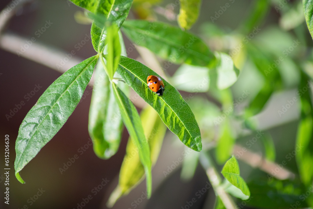 coccinella su foglia coccinella su foglia