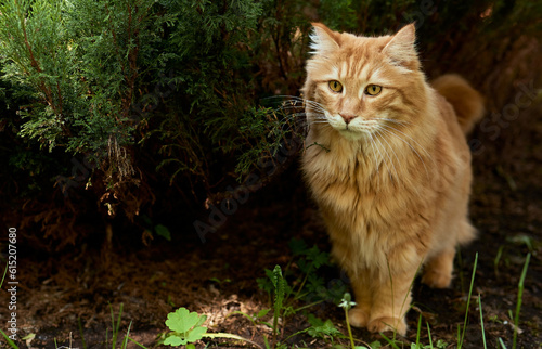 Fotografie Lovely thoroughbred redhead kitten