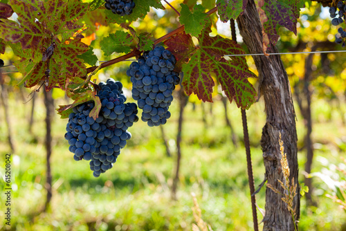 Obraz na plátně Close-up of ripe red grapes on vine