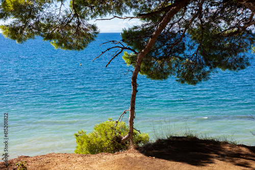Fototapeta Naklejka Na Ścianę i Meble -  Pine tree next to the adriatic sea