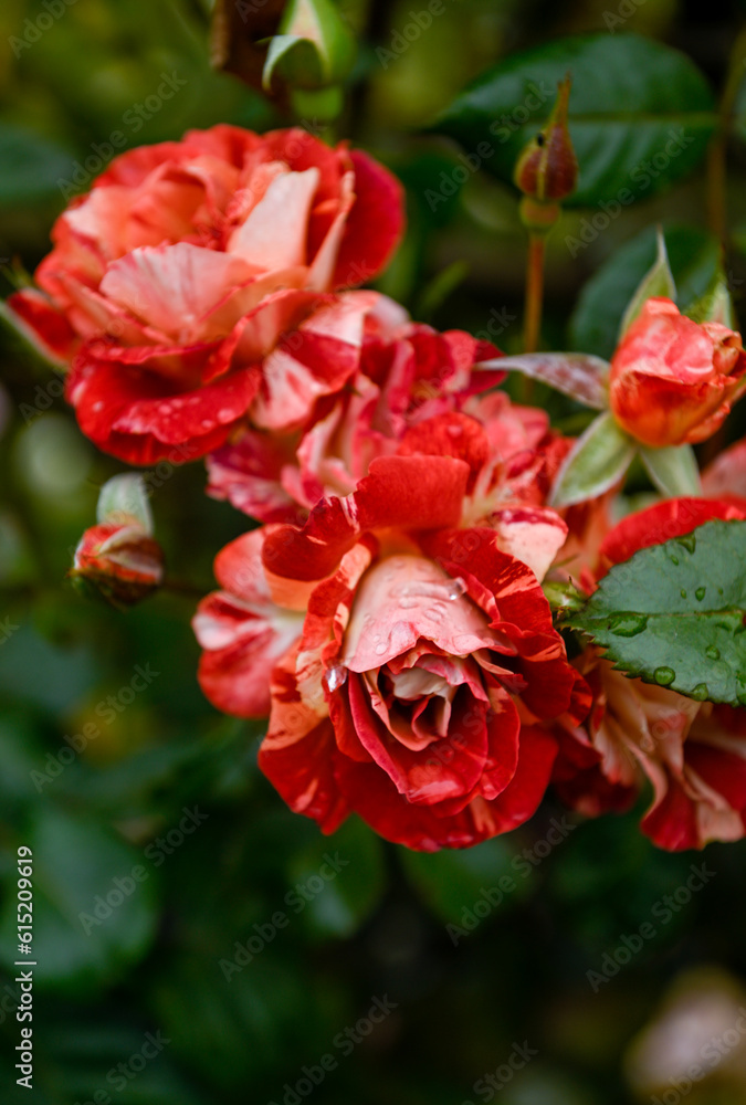 Beautiful Rose in Garden During Rain Beautiful Rose in Garden During Rain