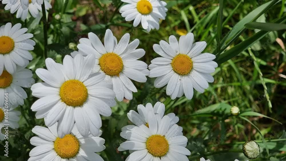 Beautiful daisies on a green meadow near the house. Lots of white flowers. Flowerbed in the garden. Beautiful daisies on a green meadow near the house. Lots of white flowers. Flowerbed in the garden.