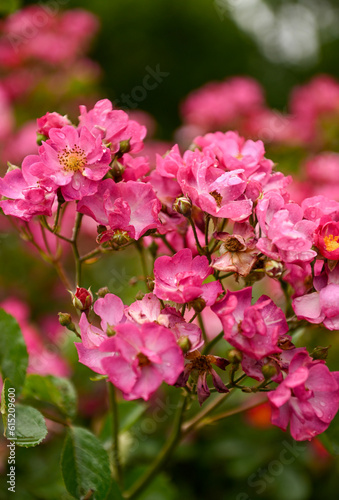 Close up of Beautiful Pink Roses 