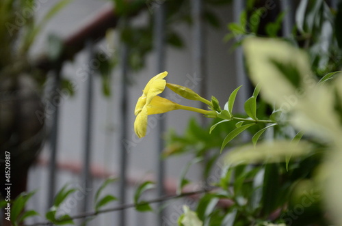 flower in the garden