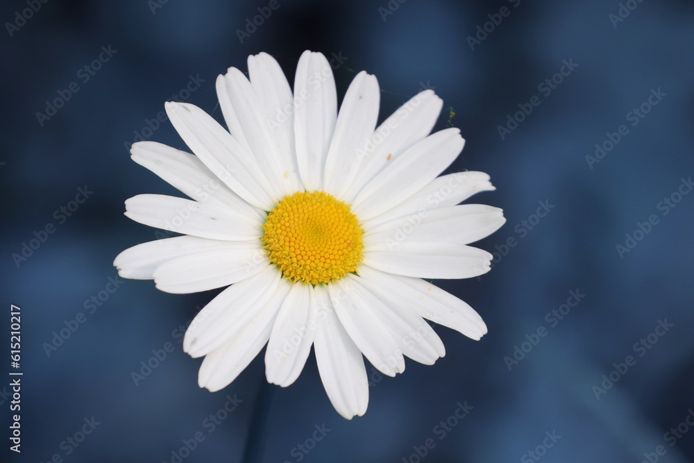Fototapeta premium weiße Margerite und blauer Hintergrund