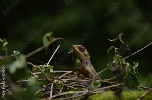 lizard on a tree