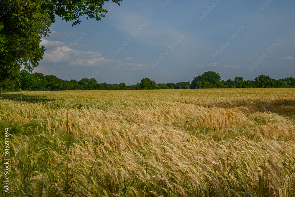 Getreidefelder im Münsterland