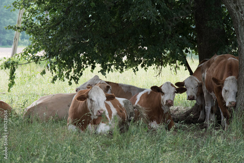 brown and white cows hiding under an oak tree on a hot summer day