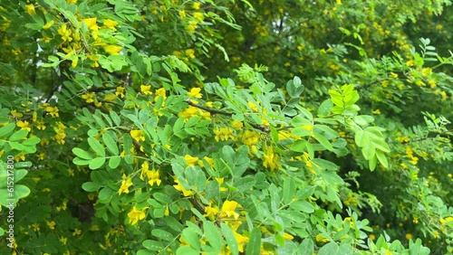 Bright yellow Caragana arborescens or Yellow Acacia flowers on green shrub branches and leaves background in garden in summer photo