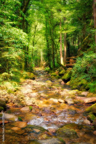 Fototapeta Naklejka Na Ścianę i Meble -  stream in the forest