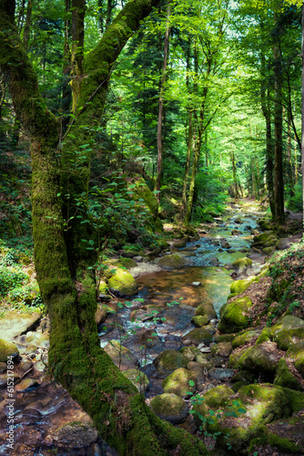 stream in the forest © Volker