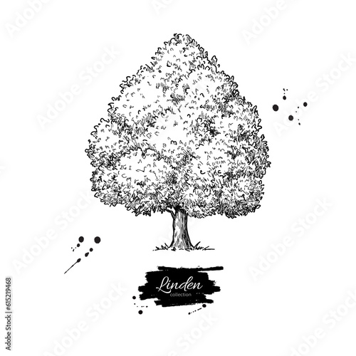 Linden tree botanical drawing. Hand drawn sketch