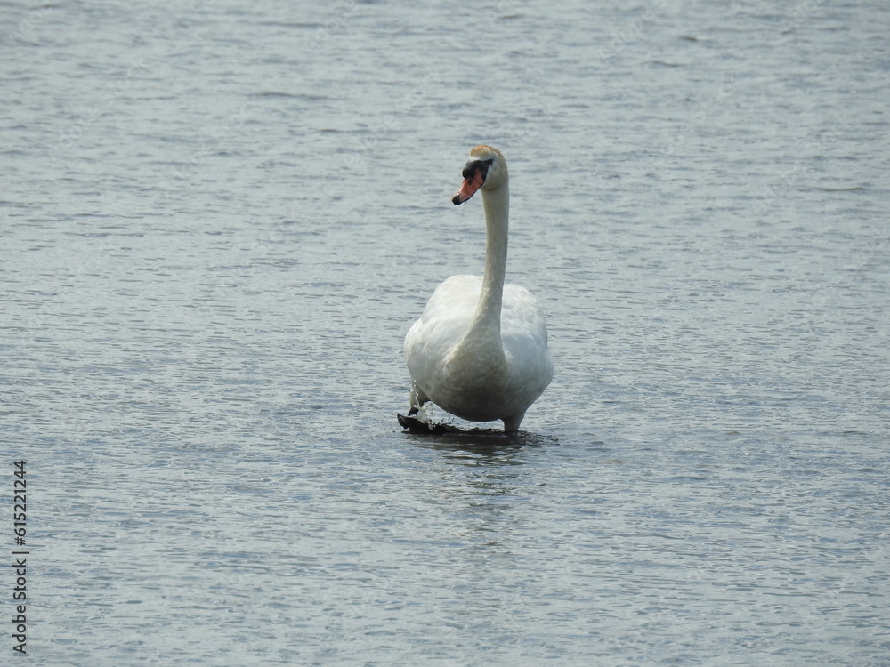 Obraz premium A mute swan wading through the wetland waters of the Edwin B. Forsythe National Wildlife Refuge, Galloway, New Jersey.