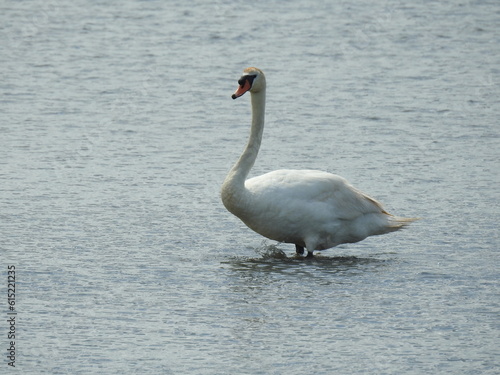 A mute swan wading through the wetland waters of the Edwin B. Forsythe National Wildlife Refuge  Galloway  New Jersey.