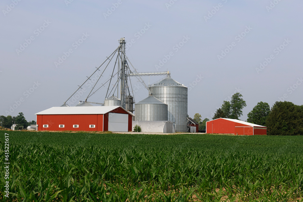 Corn farm and corn grain processing in the American Midwest. Corn can be processed into feed, fuel or consumer food products.