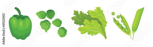 Green Vegetables with Pepper, Salad Leaves, Green Pea Pod and Brussels Sprout Vector Set