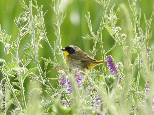 A common yellowthroat enjoying a beautiful summer day at the Edwin B. Forsythe National Wildlife Refuge, Galloway, New Jersey.  photo